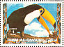 Toco Toucan Ramphastos toco  1972 Birds 