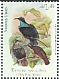 Paradise Riflebird Ptiloris paradiseus  2015 Endangered species 
