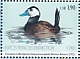 White-headed Duck Oxyura leucocephala