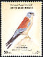 Lesser Kestrel Falco naumanni  1995 Birds 