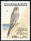 Sooty Falcon Falco concolor  1996 Birds 