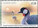 Grey Crowned Crane Balearica regulorum