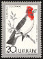 Red-crested Cardinal Paroaria coronata  1962 Birds 