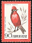 Scarlet Flycatcher Pyrocephalus rubinus  1962 Birds 