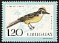Great Kiskadee Pitangus sulphuratus  1962 Birds 