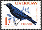Shiny Cowbird Molothrus bonariensis  1963 Birds 
