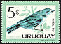 Sayaca Tanager Thraupis sayaca  1963 Birds 