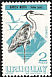 Cocoi Heron Ardea cocoi  1968 Birds 