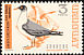 Brown-hooded Gull Chroicocephalus maculipennis  1969 Birds 