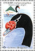 Black-necked Swan Cygnus melancoryphus  1998 Birds in Uruguay 