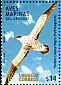 Great Shearwater Ardenna gravis  2004 Seabirds 