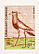 Southern Lapwing Vanellus chilensis  2006 Tero sa