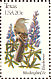 Northern Mockingbird Mimus polyglottos