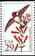 Costa's Hummingbird Calypte costae  1992 Hummingbirds 