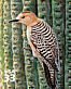 Gila Woodpecker Melanerpes uropygialis