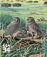 Burrowing Owl Athene cunicularia