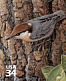 Brown-headed Nuthatch Sitta pusilla  2002 Longleaf pine forest 10v sheet, sa