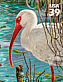 American White Ibis Eudocimus albus  2006 Southern Florida wetland 10v sheet, sa