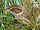 Seaside Sparrow Ammospiza maritima