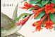 Calliope Hummingbird Selasphorus calliope  2007 Pollination 5x4v booklet, sa