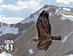 Golden Eagle Aquila chrysaetos  2007 Alpine tundra 10v sheet, sa