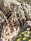 White-tailed Ptarmigan Lagopus leucura  2007 Alpine tundra 10v sheet, sa