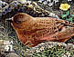 Brown-capped Rosy Finch Leucosticte australis  2007 Alpine tundra 10v sheet, sa