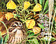 Vesper Sparrow Pooecetes gramineus  2008 Great Lakes dunes 10v sheet, sa