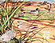 Common Merganser Mergus merganser  2008 Great Lakes dunes 10v sheet, sa