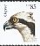 Western Osprey Pandion haliaetus  2012 Birds of prey sa