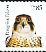 Peregrine Falcon Falco peregrinus  2012 Birds of prey sa