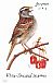 White-throated Sparrow Zonotrichia albicollis  2014 Songbirds Booklet, sa