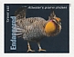 Greater Prairie Chicken Tympanuchus cupido