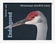 Sandhill Crane Antigone canadensis