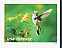 Ruby-throated Hummingbird Archilochus colubris  2024 Garden delights 5x4v booklet, sa