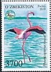 Greater Flamingo Phoenicopterus roseus