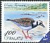 Ruddy Turnstone Arenaria interpres  2012 Birds definitives 