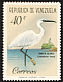 Snowy Egret Egretta thula  1961 Birds 