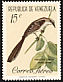 Tropical Mockingbird Mimus gilvus  1961 Birds 
