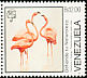 American Flamingo Phoenicopterus ruber  1988 Endangered birds 