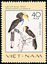 Oriental Pied Hornbill Anthracoceros albirostris  1977 Rare birds 