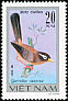 Chinese Hwamei Garrulax canorus  1978 Songbirds 