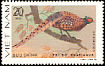 Common Pheasant Phasianus colchicus  1979 Pheasants 