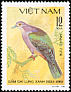 Green Imperial Pigeon Ducula aenea  1981 Pigeons 
