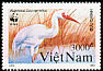 Siberian Crane Leucogeranus leucogeranus