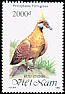 Spinifex Pigeon Geophaps plumifera  1992 Pigeons and doves 