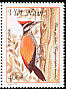 Greater Flameback Chrysocolaptes guttacristatus  1999 Woodpeckers 