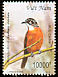 Spot-necked Babbler Stachyris strialata  2000 Birds 