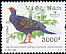 Vietnamese Pheasant Lophura hatinhensis  2006 BirdLife International 