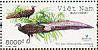 Vietnamese Crested Argus Rheinardia ocellata  2006 BirdLife International Sheet